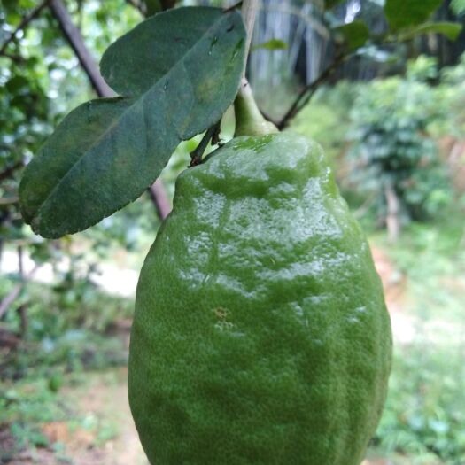 广州新鲜无籽香水柠檬