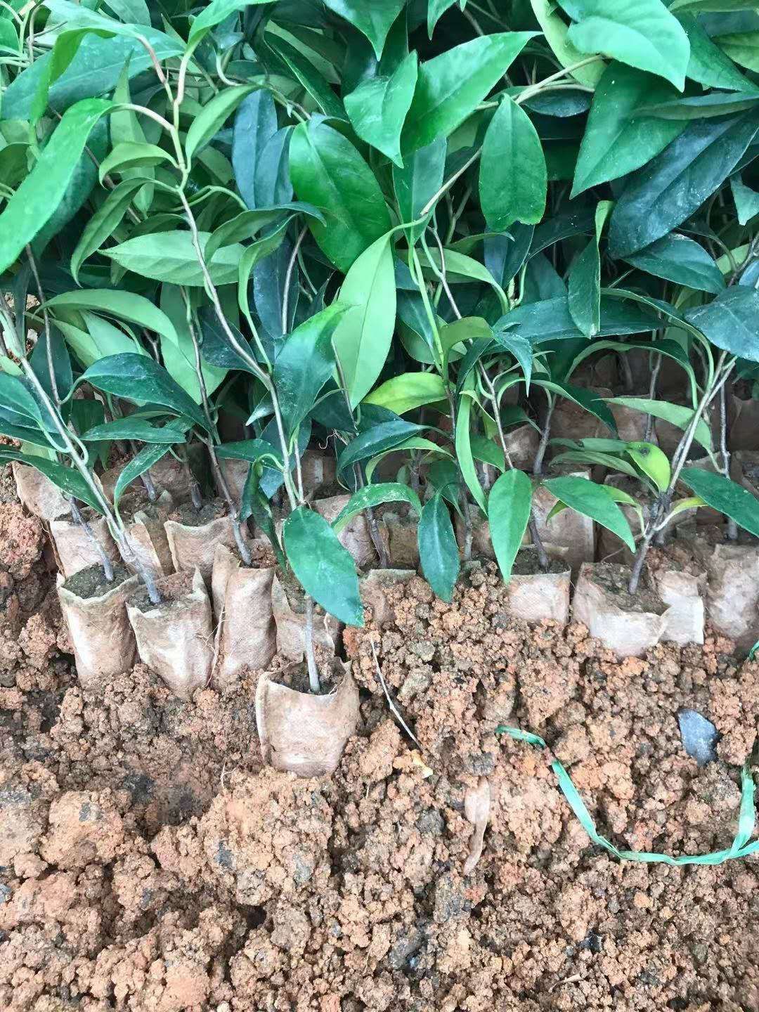 粉红黑老虎苗 广西基地直发爬藤布福娜苗带营养土球发货成活率高