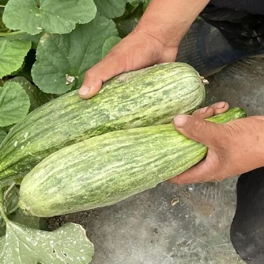 平阳县 羊角蜜甜瓜
