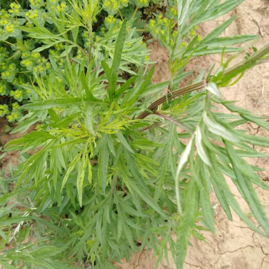 洛宁县益母草，的