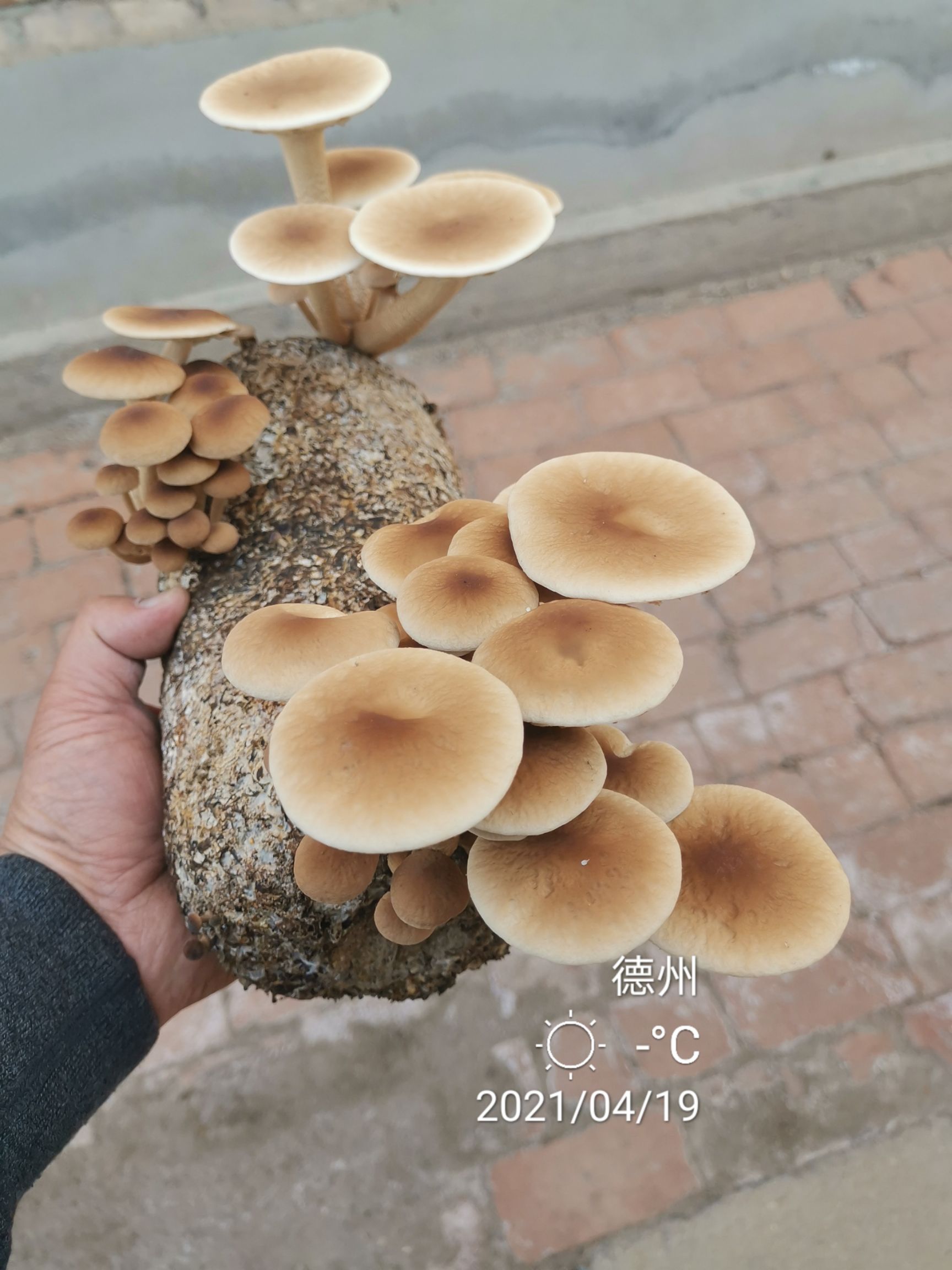 提供益茶树菇菌种出菇包和新法栽培技术