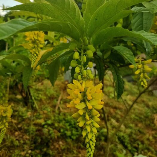 金秀县 黄花倒水莲花茶
