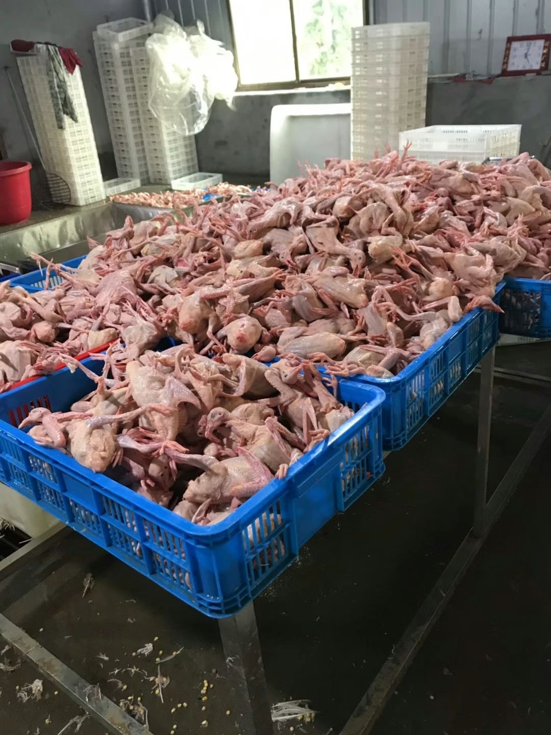  农场自产杂粮白条鸽，一手货源，现在现杀，保证新鲜，