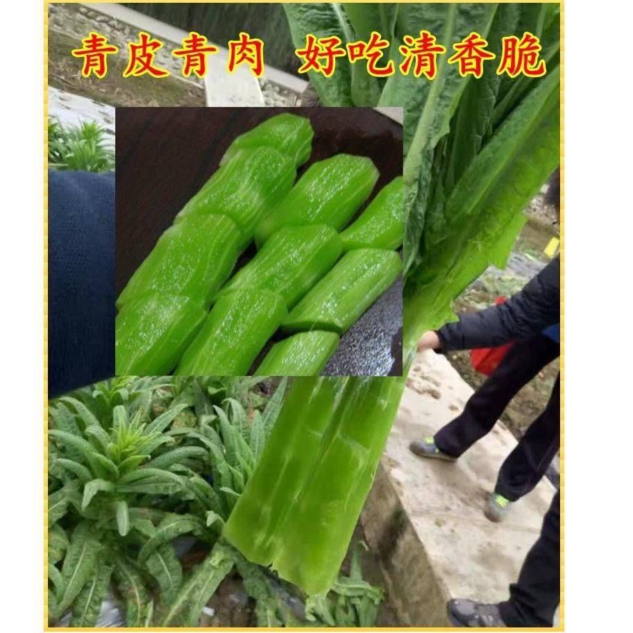 耐高温莴笋种子高温38度生长良好长尖叶三青皮莴笋