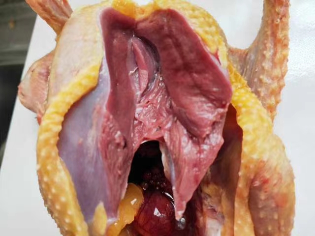 白条鸽  老鸽，乳鸽 白条