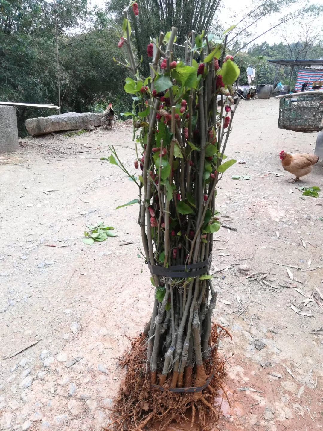 四季大果桑苗  广西苗圃直销 无籽产量高 庭院阳台都可种植