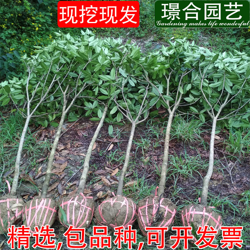 丹桂桂花树大树庭院花卉城市绿化工程四季常青苗木地栽朱砂桂大型