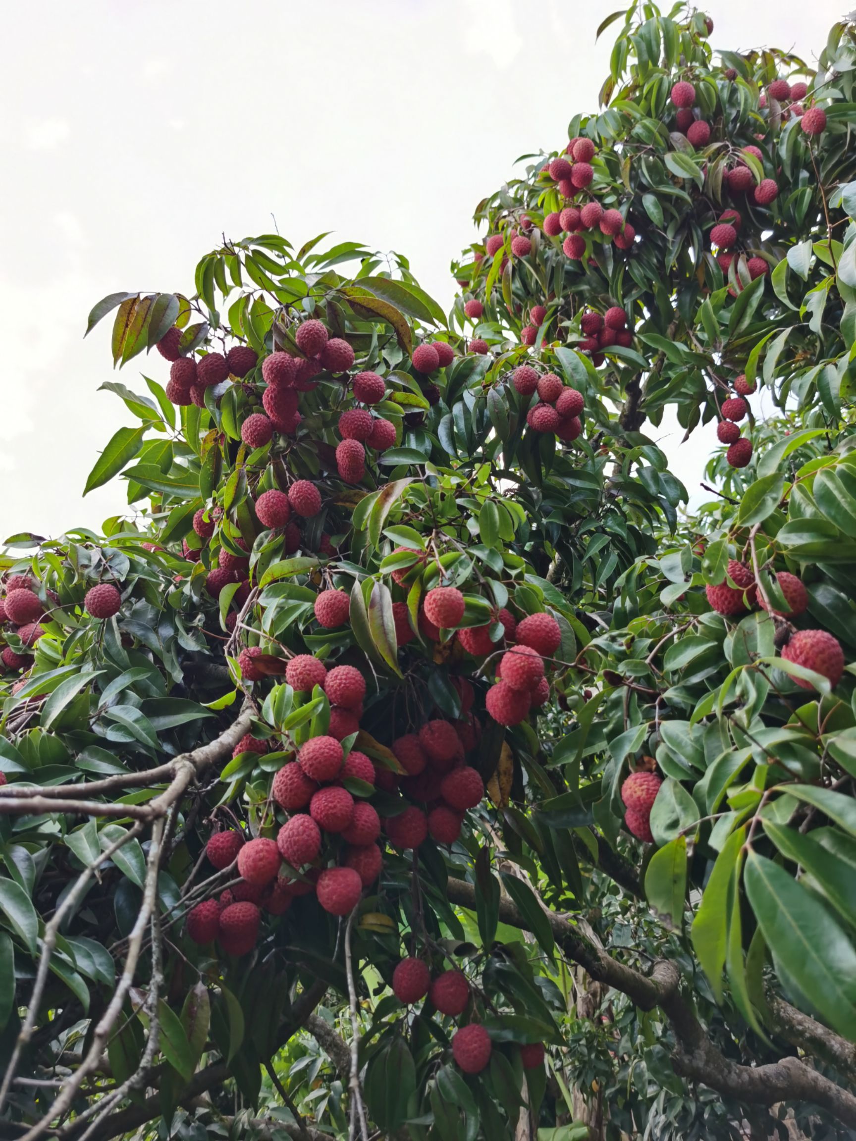 糯米糍荔枝 300年的香荔老树。