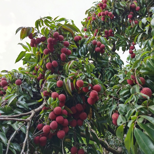 藤县糯米糍荔枝 300年的香荔老树。