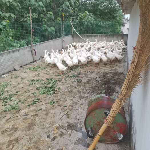 商水县白鹅 6-8斤 统货 全圈养 