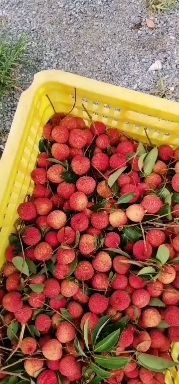鹤山市桂味荔枝 桂味
