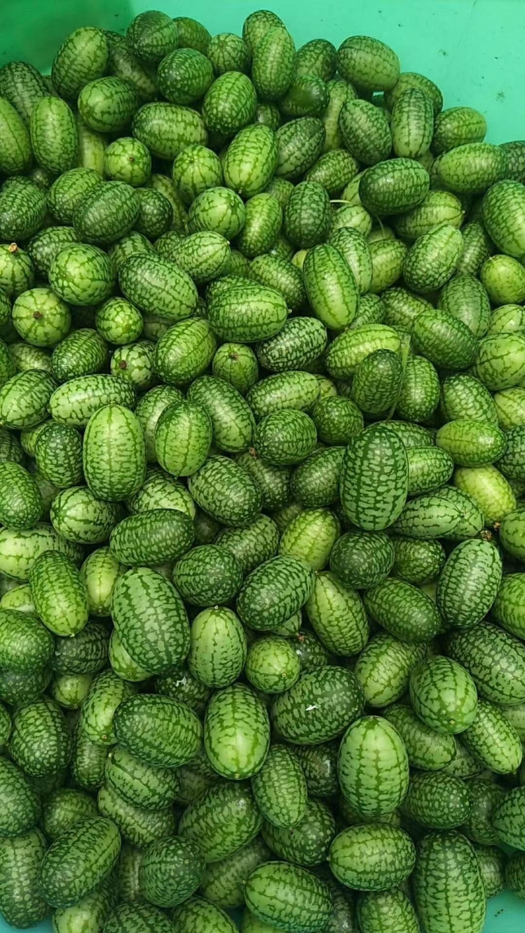 营山蔬果拇指西瓜