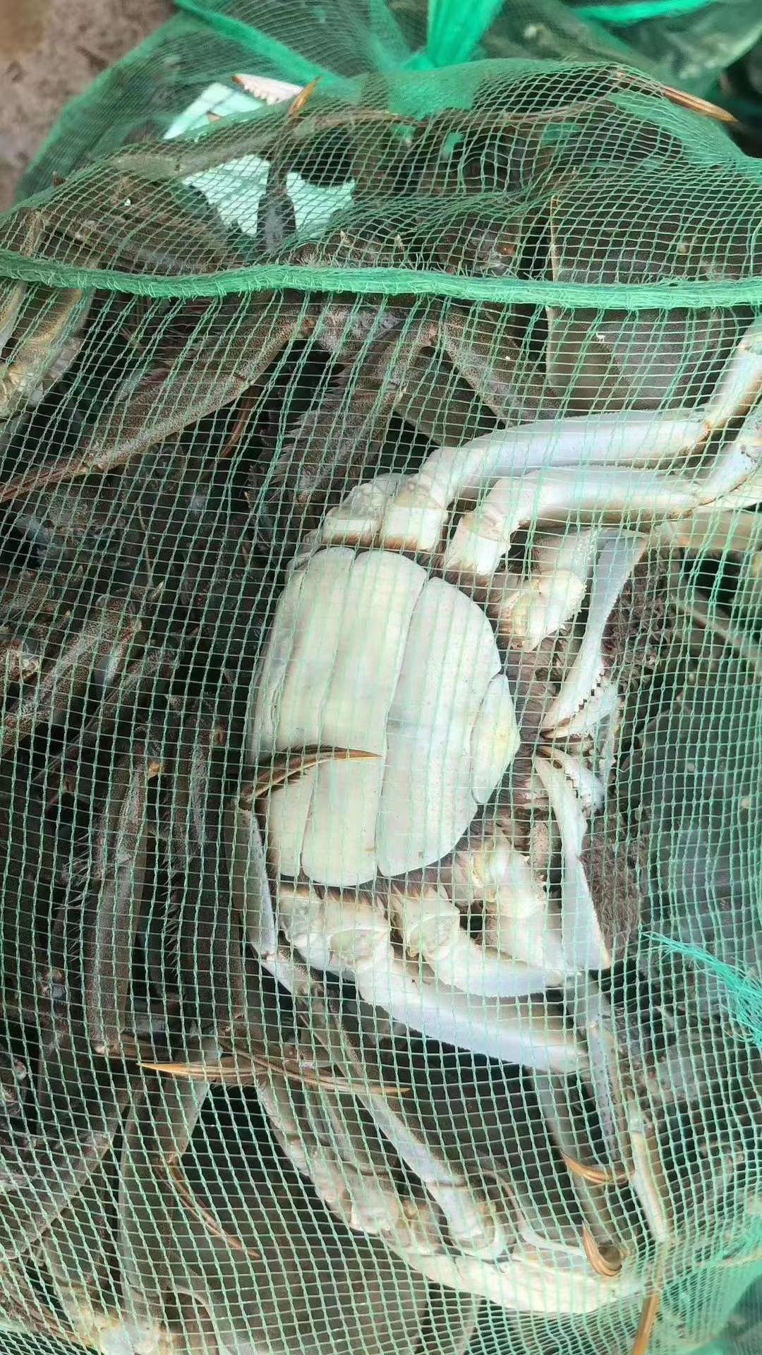 大闸蟹  江苏基地螃蟹