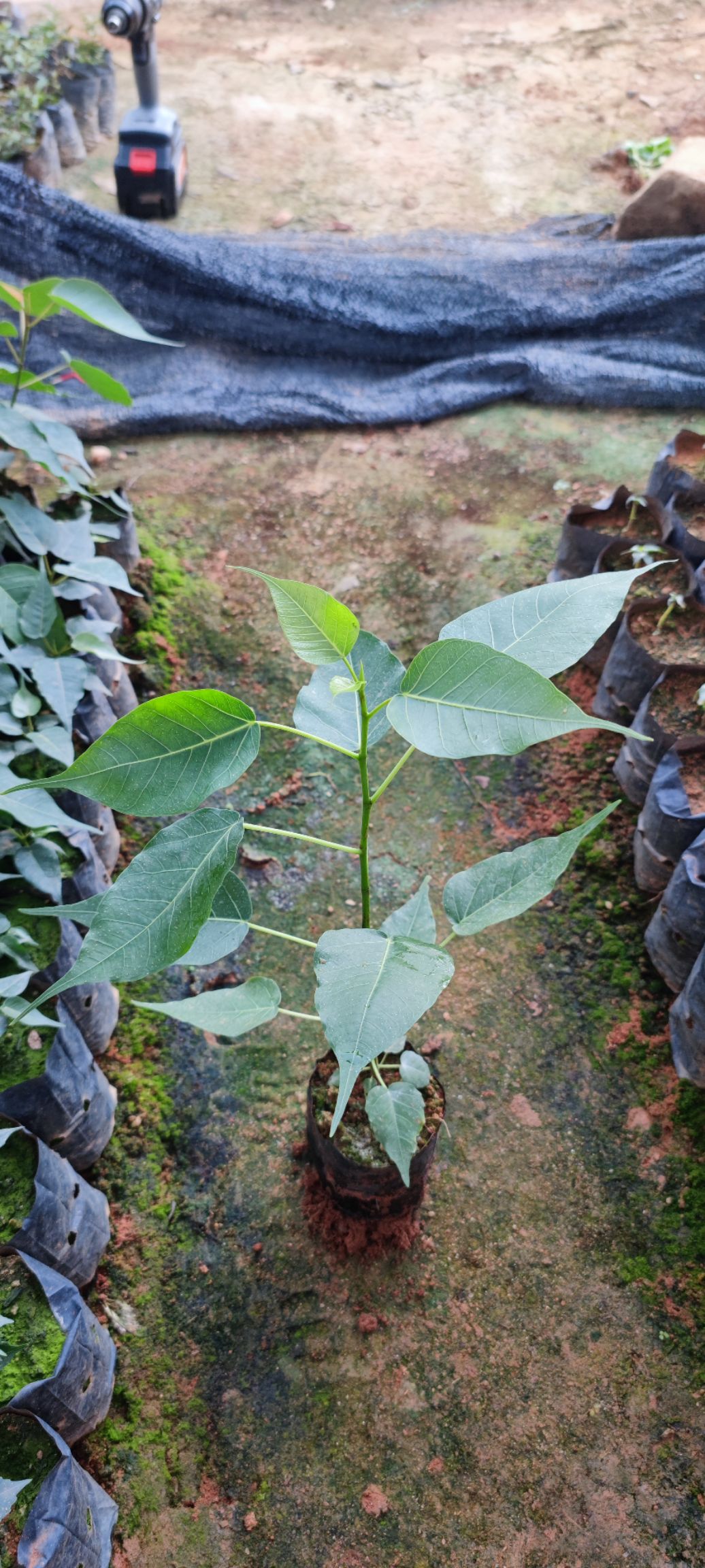 菩提榕树苗正宗金刚菩提树苗庭院绿化菩提子树佛教圣树树平安树