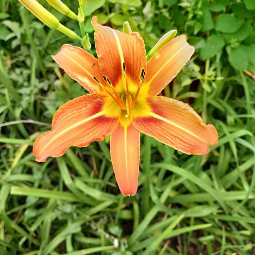 博野县 大花萱草