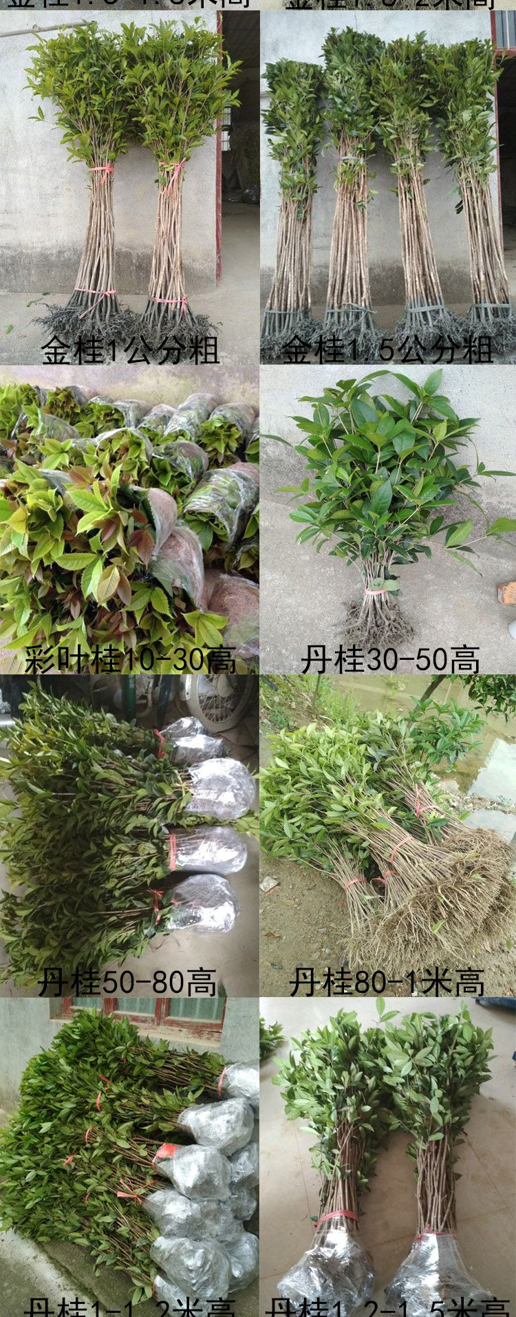 桂花树苗金桂丹桂四季桂庭院绿化八月桂树苗地栽园林工程浓香花卉