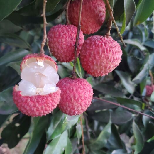 桂味荔枝.欢迎电商，批发商合作订购