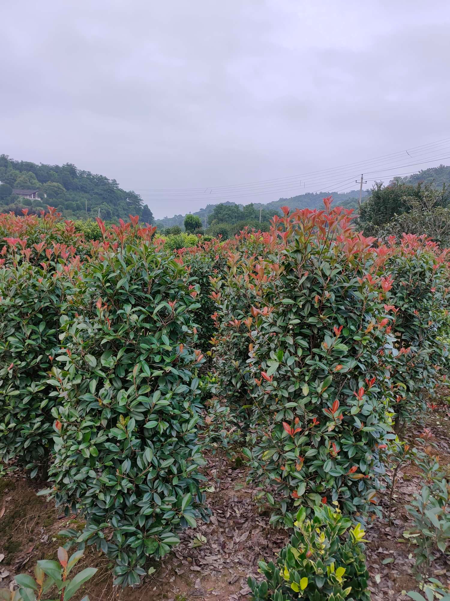 红叶石楠造型树  红叶石楠柱高150/200cm   红叶石楠球80/150