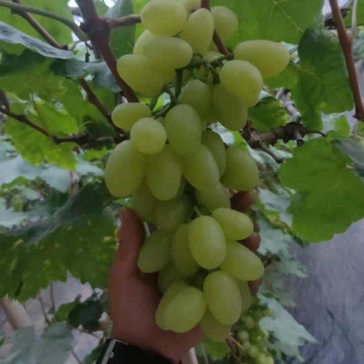 饶阳县维多利亚葡萄 大量供应葡萄
