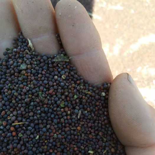 黄骅市本公司有大量油菜籽出售 ，品质好，颜色亮 ，干度好，出油率