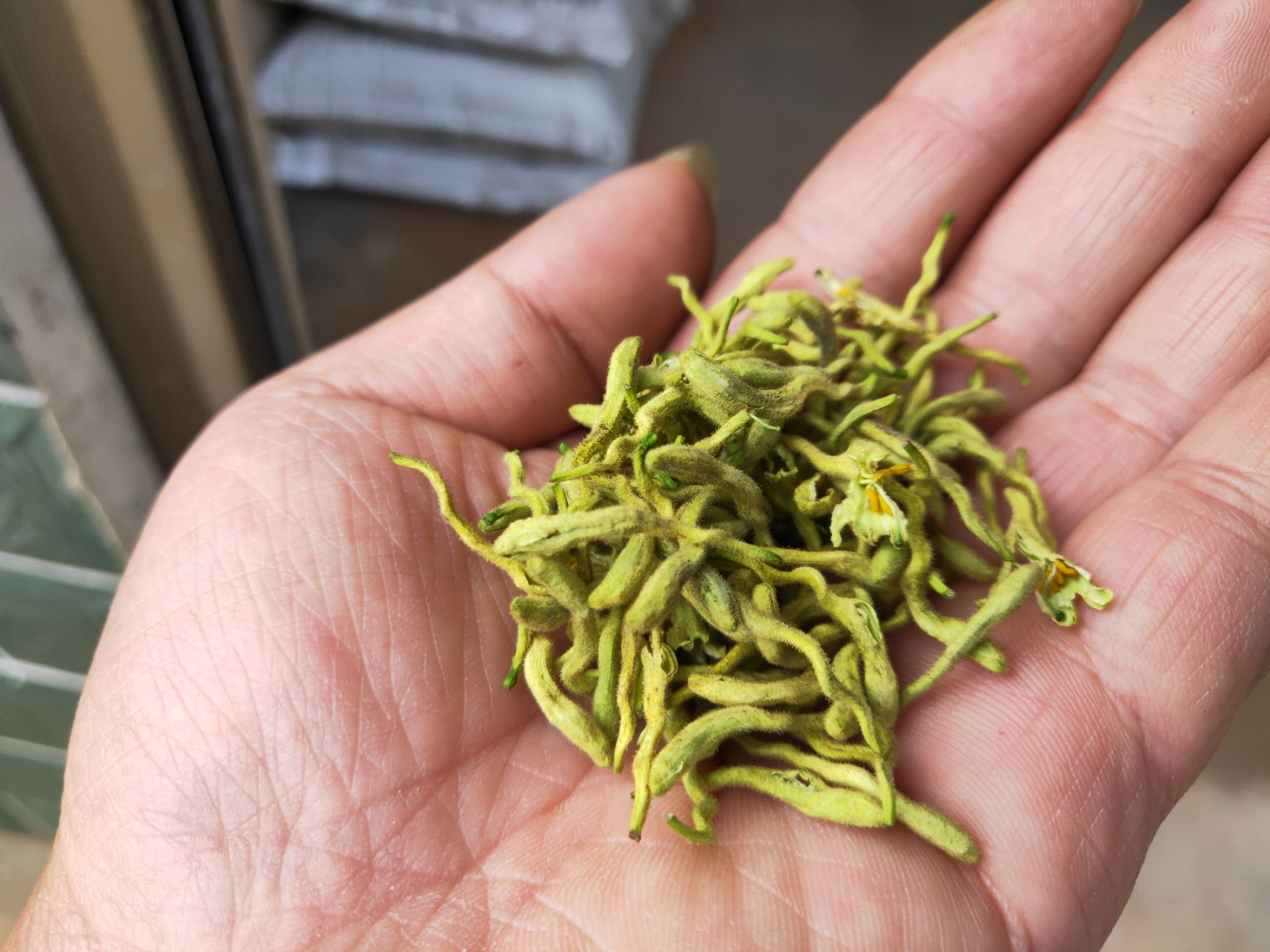 苗圃 金银花基地