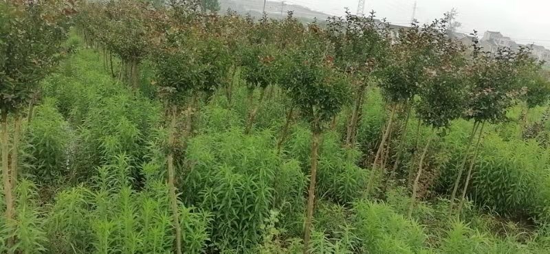宜兴市美国紫薇，红叶紫薇