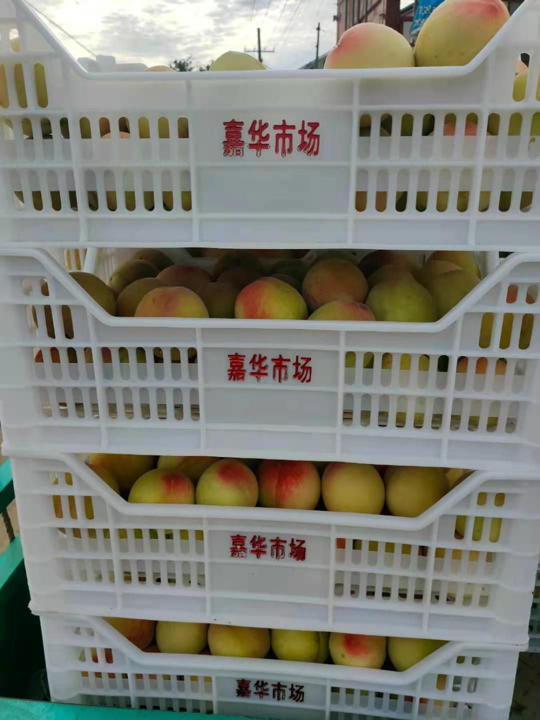 成艳毛桃，优质桃，三两起步，大量现货供应，欢迎新老客户咨询