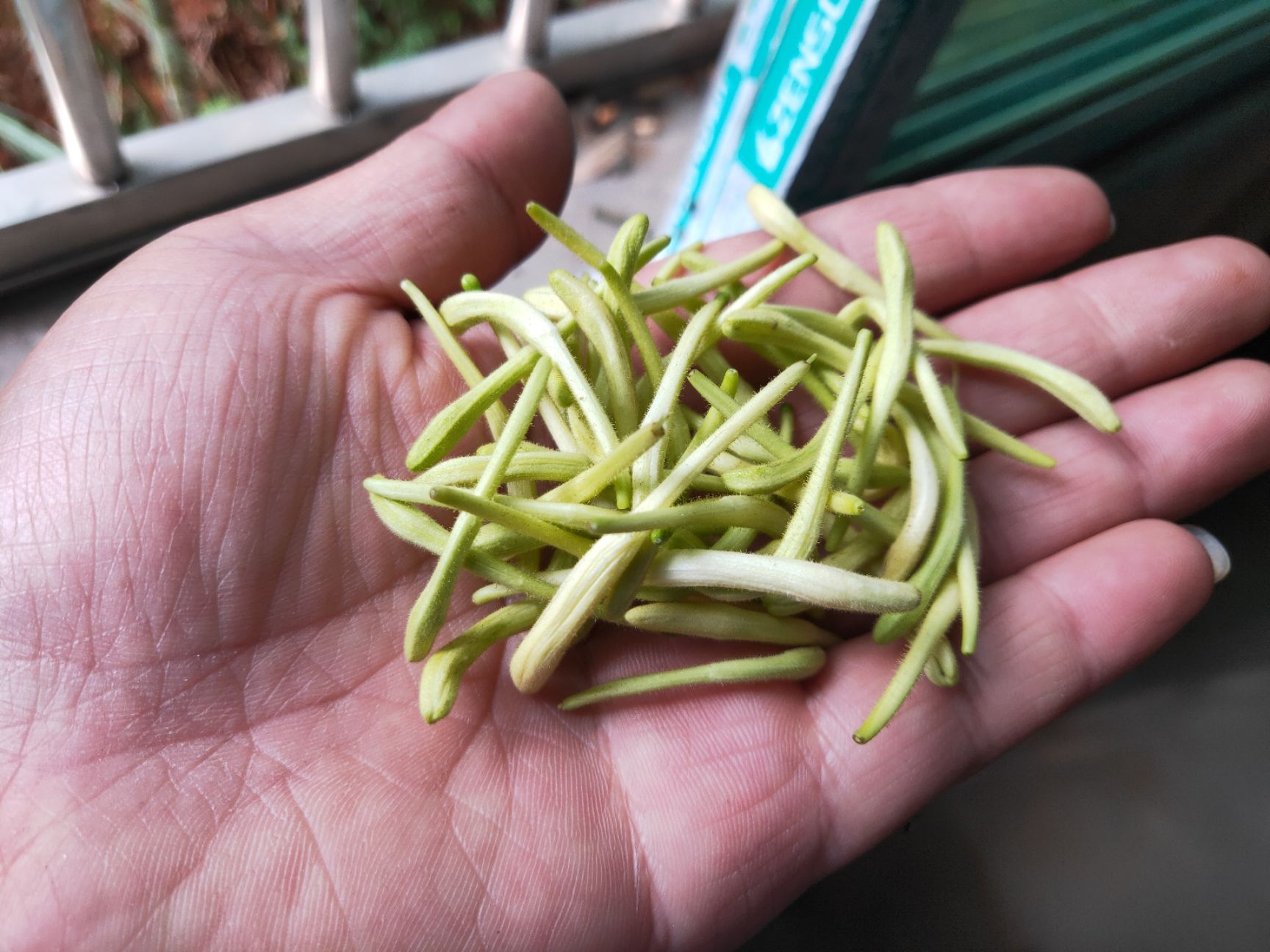 苗圃 金银花基地