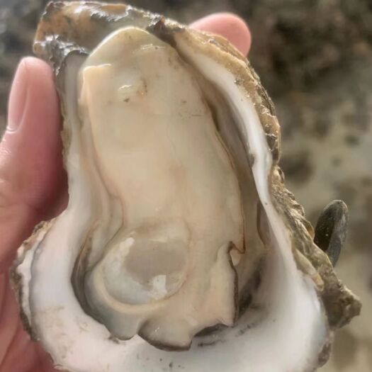 湛江牡蛎 肥美生蚝自己养殖价格优势，量大优先