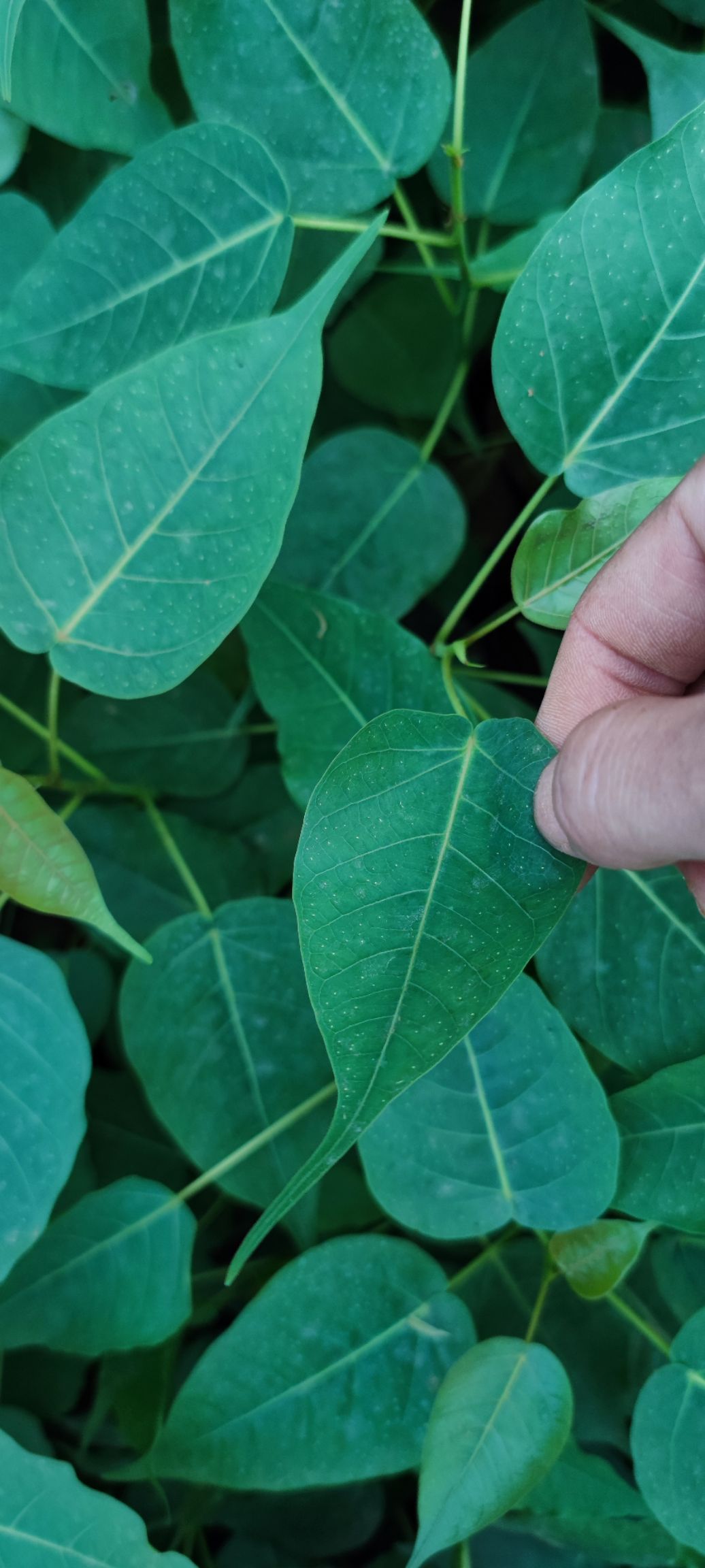 菩提榕樹苗金剛菩提樹苗庭院綠化菩提子樹佛教圣樹樹平安樹