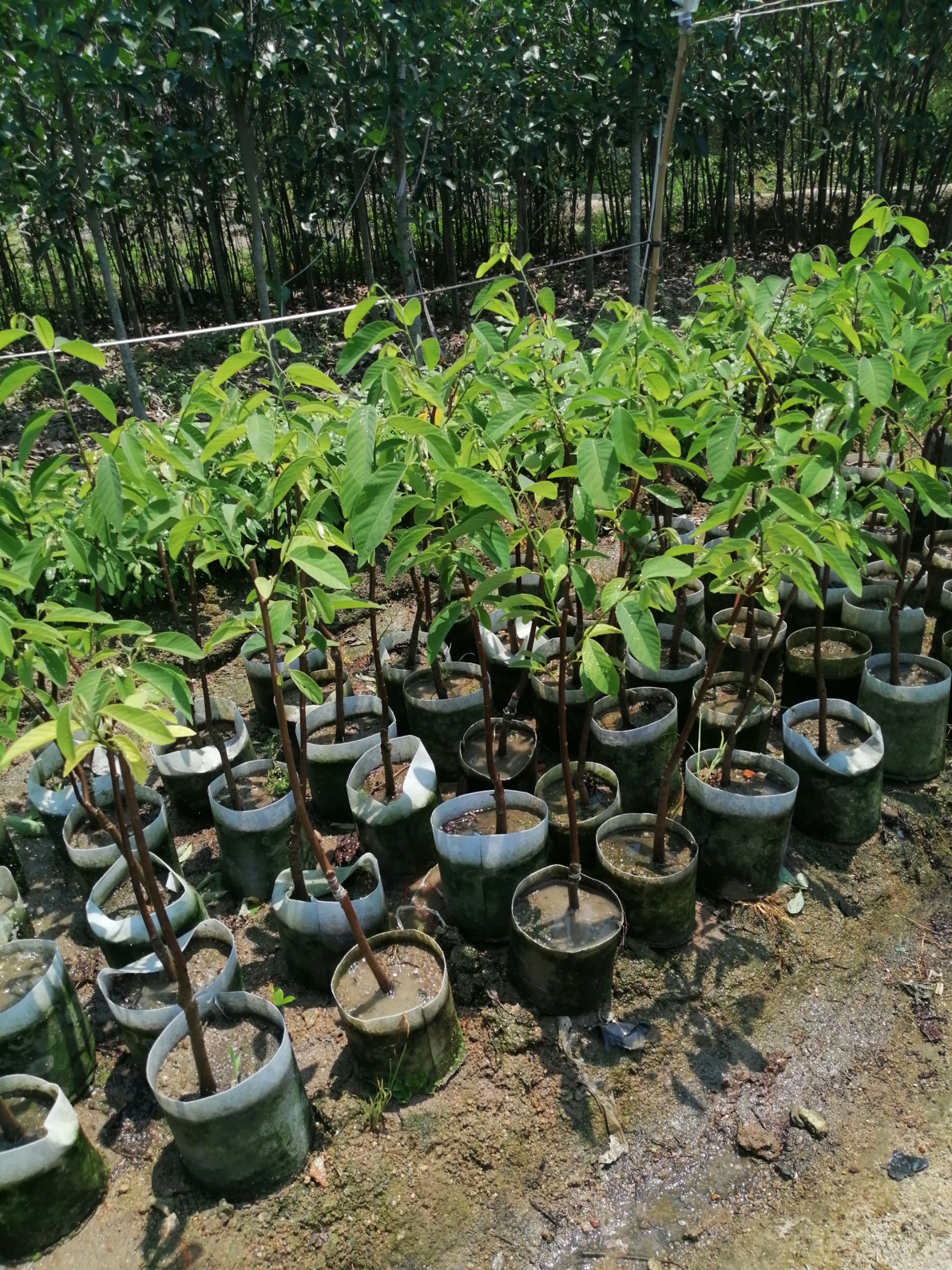 释迦果苗  凤梨释迦