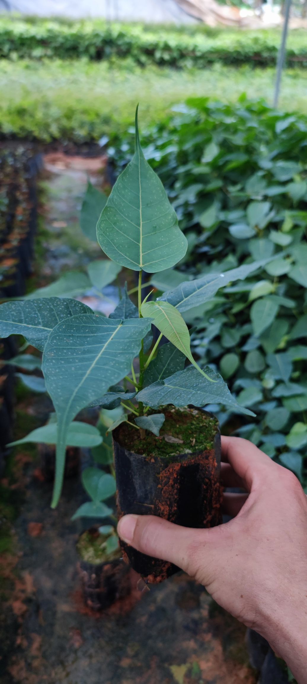 菩提榕樹苗金剛菩提樹苗庭院綠化菩提子樹佛教圣樹樹平安樹