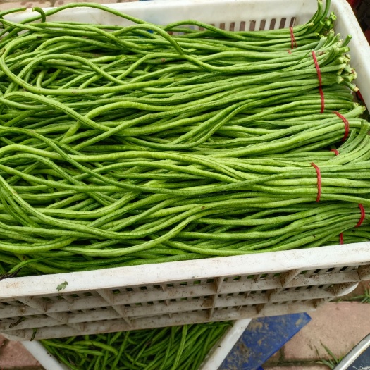 寿县 深青色豆角