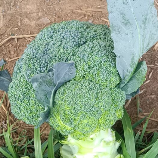 威宁县炎秀西兰花 炎秀西南花