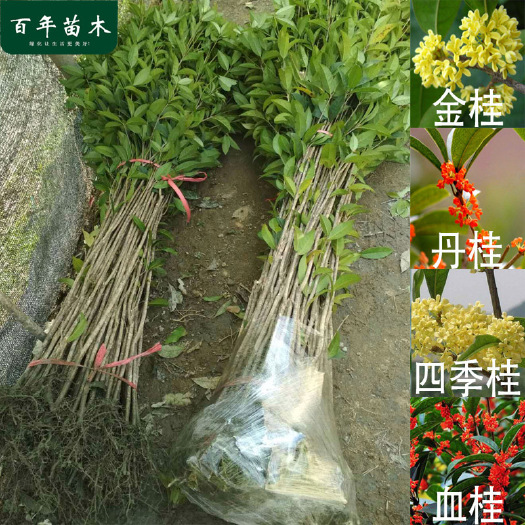 桂花树苗金桂丹桂四季桂庭院绿化八月桂树苗地栽园林工程浓香花卉