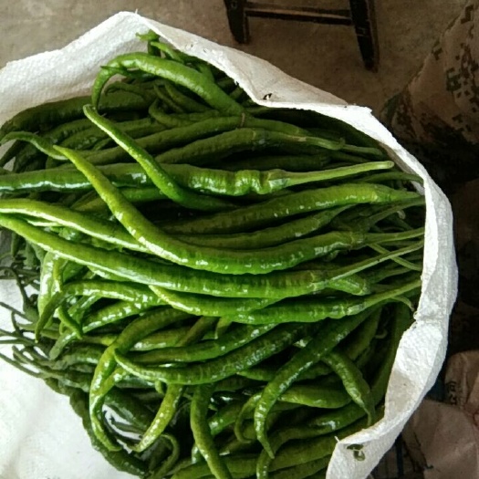 兴仁市小黄椒  黄皮8号软皮辣椒。微辣，口感好。