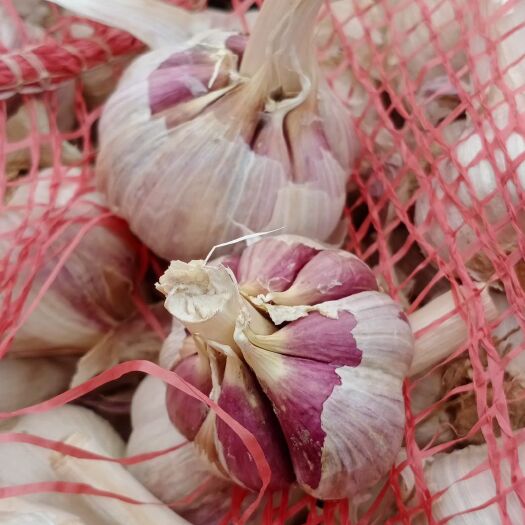 阜南县大蒜  川蒜 早熟蒜 蒜苔蒜 蒜种