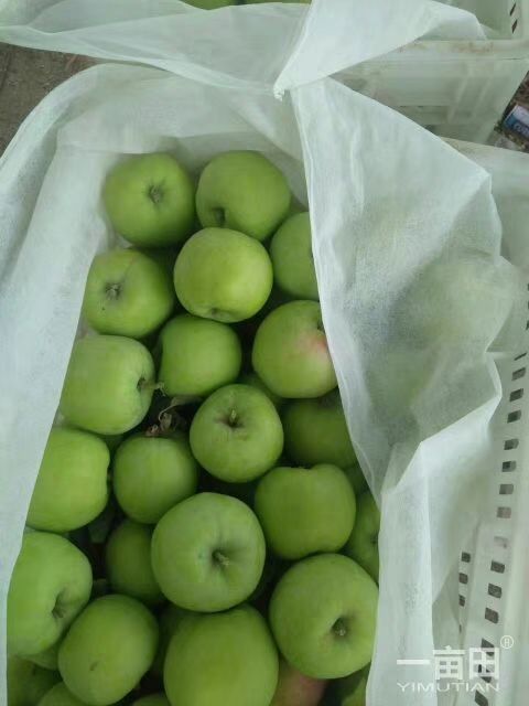 嘎啦苹果青苹果大量上市了货源充足保质保量