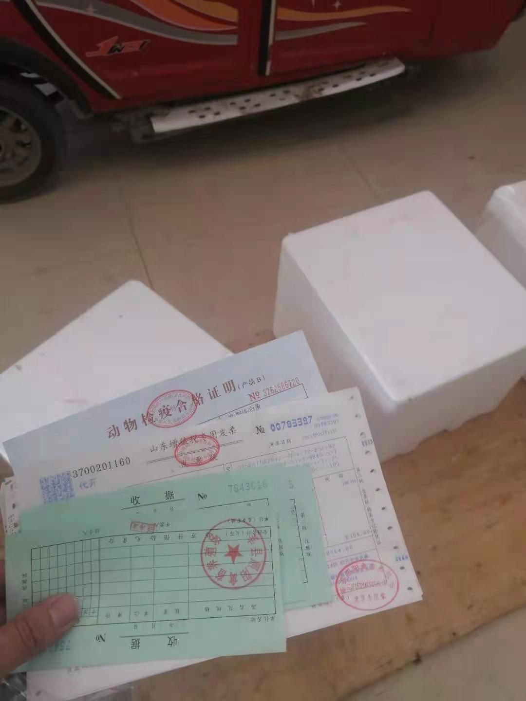  农场自产杂粮白条鸽，一手货源，现在现杀，保证新鲜，