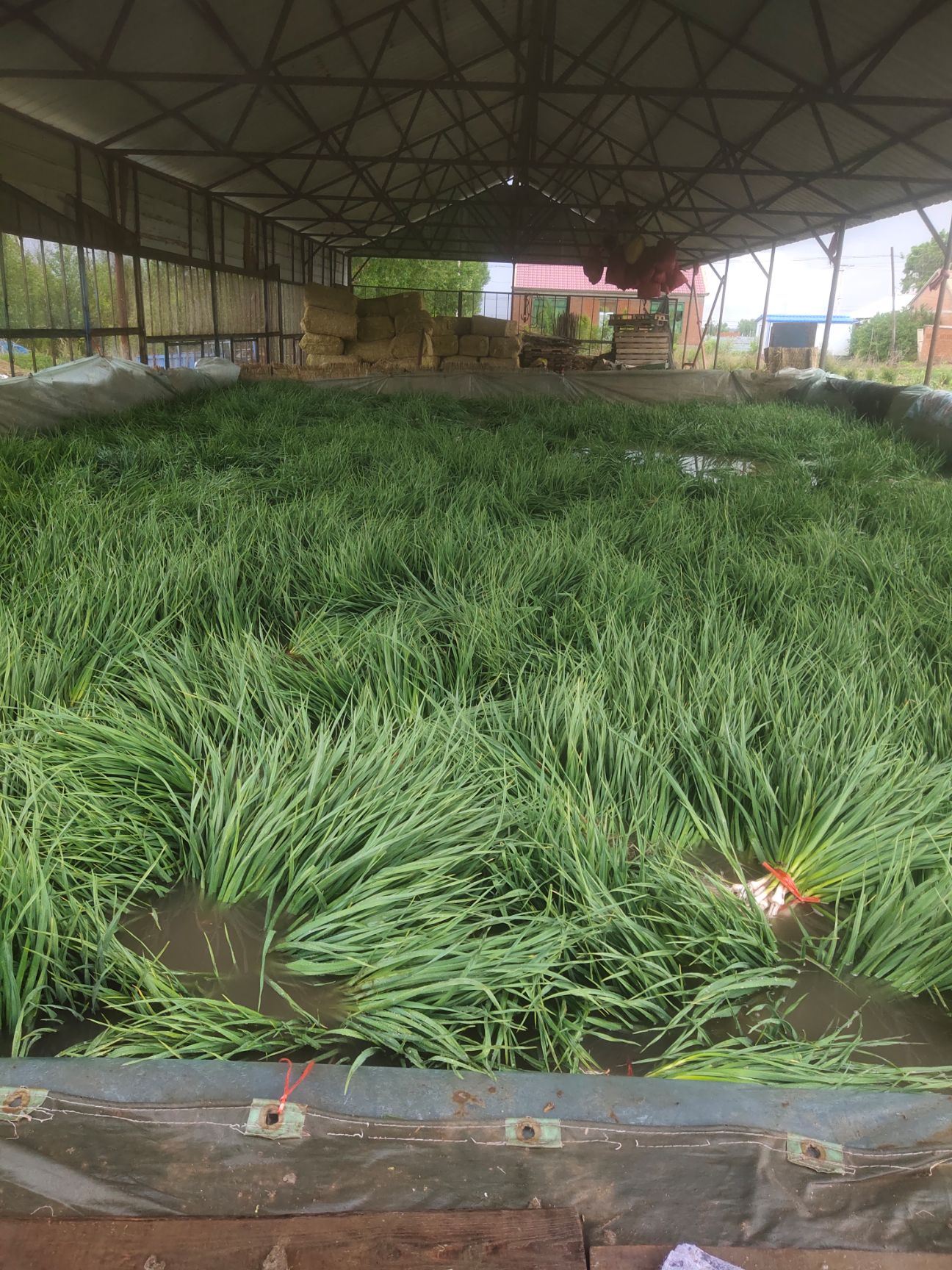 白根蒜苗  红根一点红水洗蒜苗