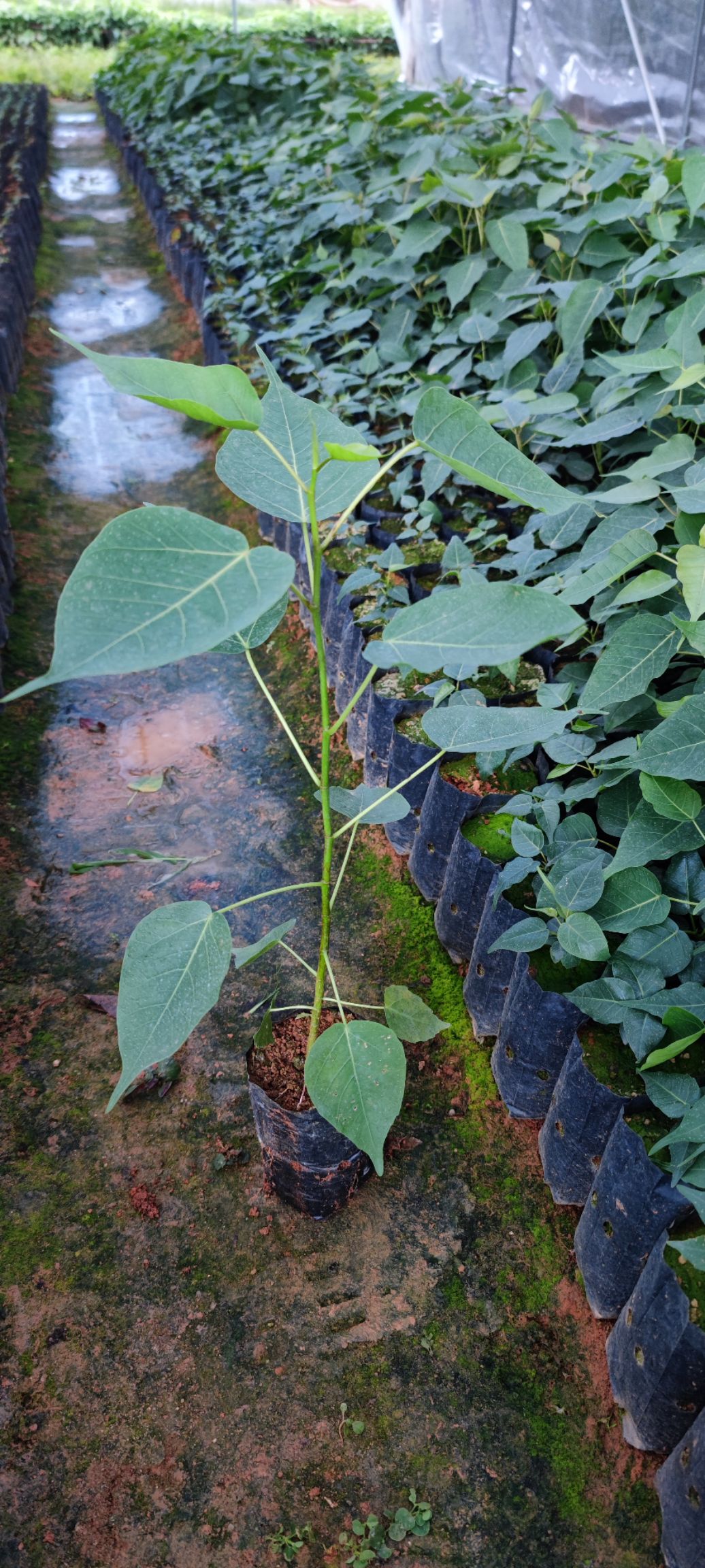 菩提榕树苗正宗金刚菩提树苗庭院绿化菩提子树佛教圣树树平安树