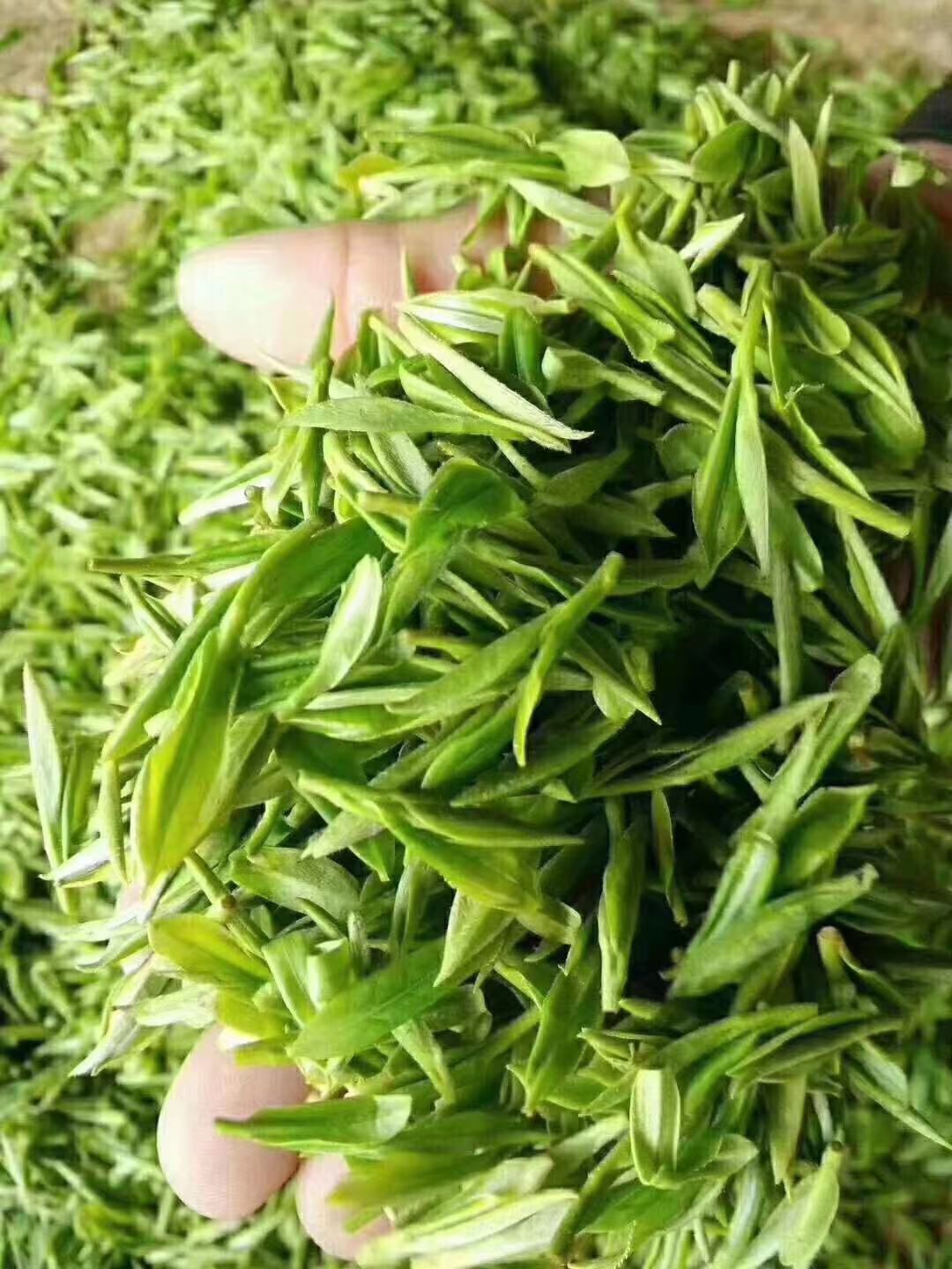 毛峰茶 黄山高山野茶，不打农药，不施肥。大自然的馈赠。