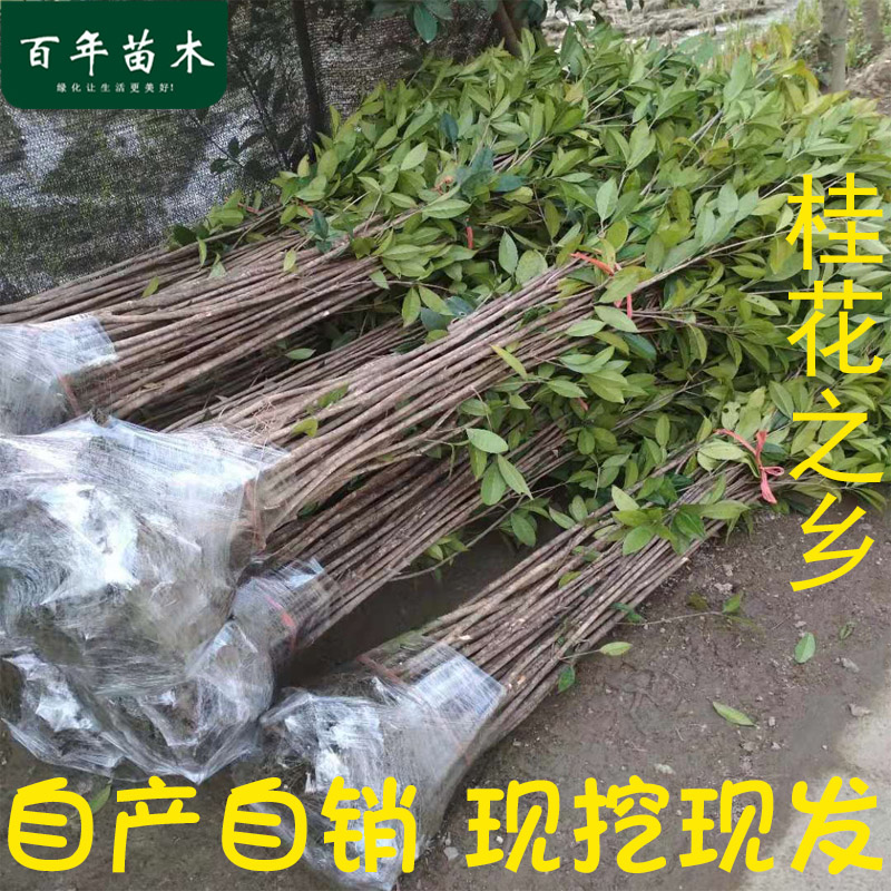 桂花树苗金桂丹桂四季桂庭院绿化八月桂树苗地栽园林工程浓香花卉