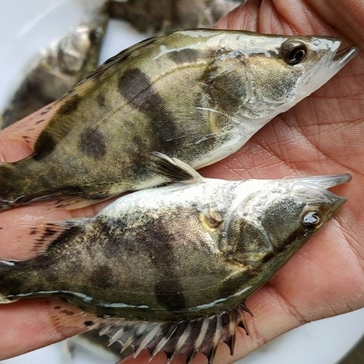阜阳桂花鱼苗 鳜鱼苗 桂花鱼 淡水鱼苗水产养殖热带鱼