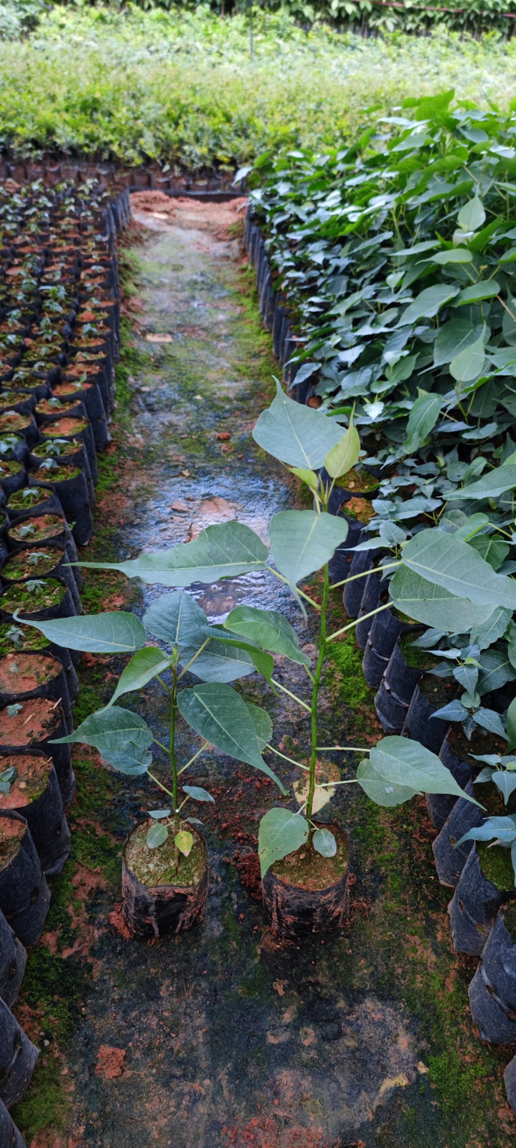 菩提榕樹苗金剛菩提樹苗庭院綠化菩提子樹佛教圣樹樹平安樹