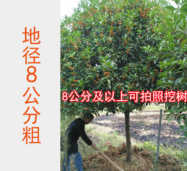 丹桂桂花树大树庭院花卉城市绿化工程四季常青苗木地栽朱砂桂大型