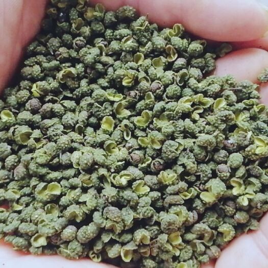 重庆市 无刺 无杆精选青花椒