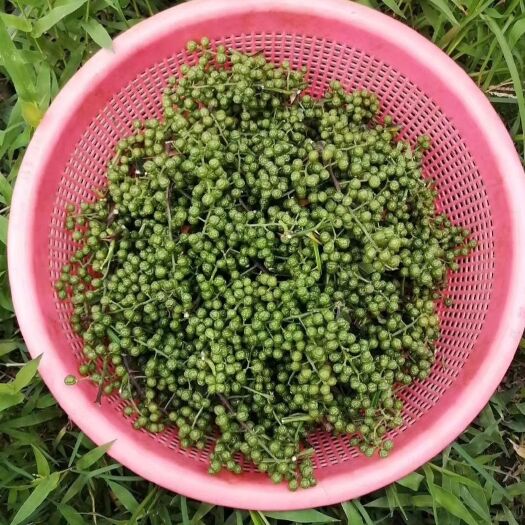 仁寿县青花椒 四川九叶青鲜椒