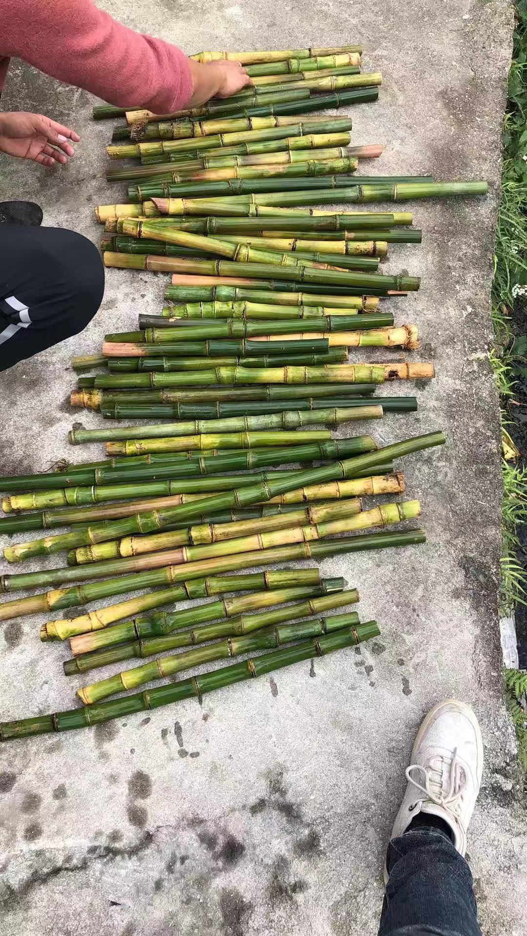 木竹  实心玉竹，毛料批发，大直径高密度。干料子红皮料子均有。