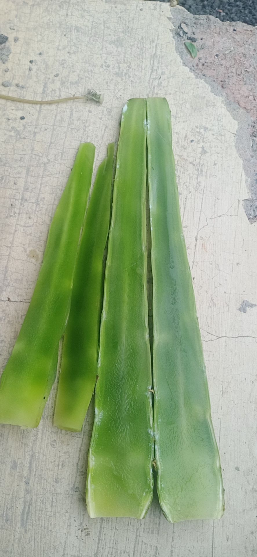 三青莴笋  莴苣 三青光杆精品货 基地直发